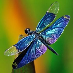 Meet your Posher, Lori jean